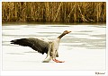 grauwe gans_20100308_017